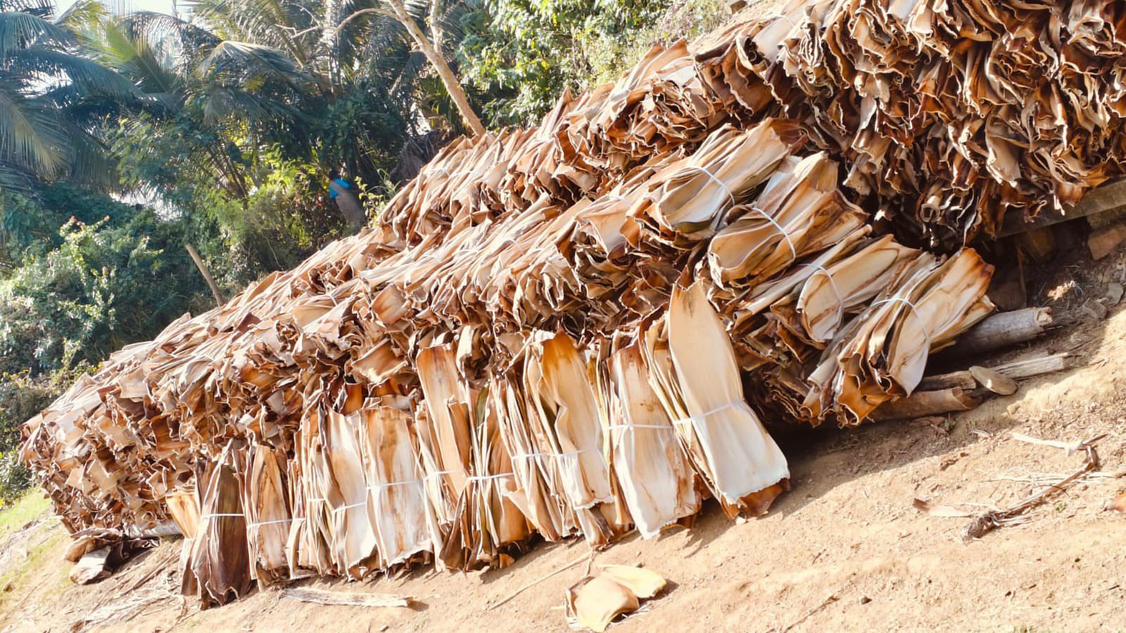 Areca palm leaf collection for tableware manufacturing